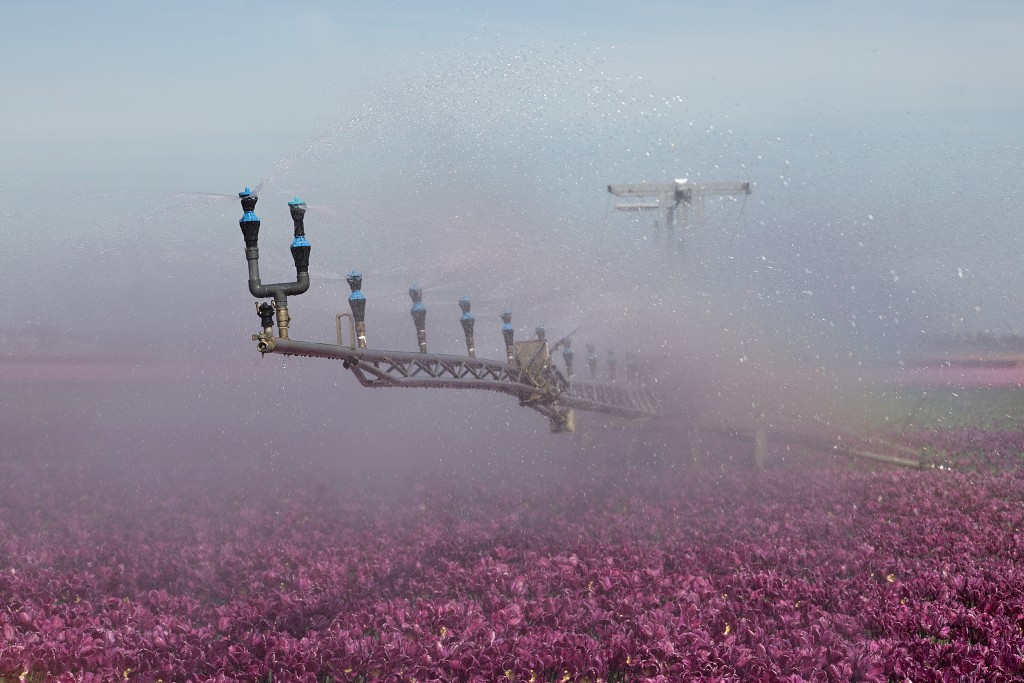 tulp tulpen tulipa natuur hdr tulpenbol liliaceae flora bloem bloemen voorjaar lente tulpenfestival keukenhof festival